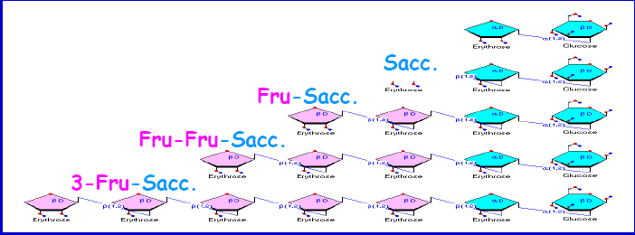 FOS Sono costituiti da 2 a 9 monomeri di fruttosio (unità glicosidiche) Sono fermentati quasi completamente nel COLON ASCENDENTE Sono attaccati dai