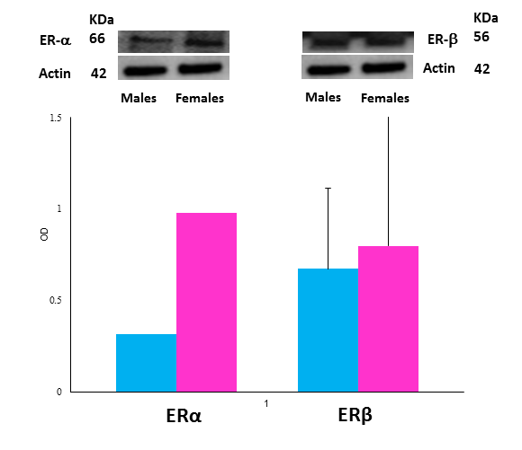 Altri ancora evidenziano la presenza del gene per entrambi i recettori con livelli di ERβ inferiori rispetto ad ERα nelle EPCs maschili (Fadini, 2008) ed maniera significativamente superiore rispetto
