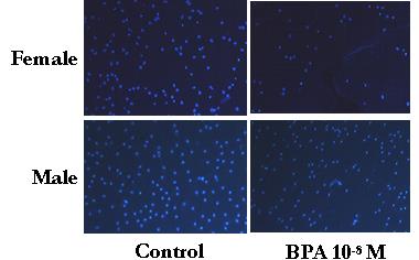 Questi risultati indicano che il BPA esercita i suoi effetti in modo specifico in base al sottotipo di ER, suggerendo in tal modo che la modalità d'azione degli interferenti endocrini sia più