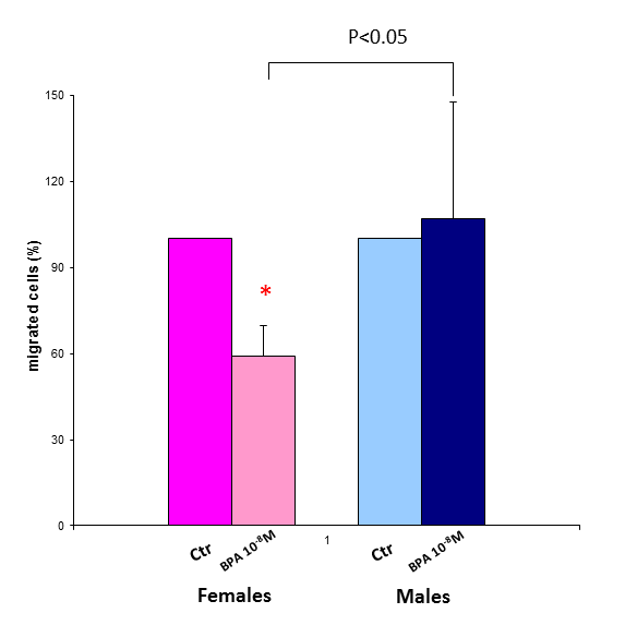 Figura 5. Effetto del Bisphenol A (10-8 M) sulla migrazione ed immagini rappresentative del saggio di migrazione delle EPCs ottenute da donatori femmine (n=5) e maschi (n=5).