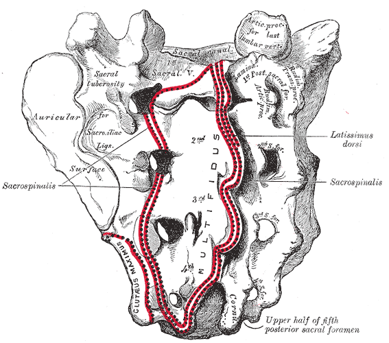 Anteriore