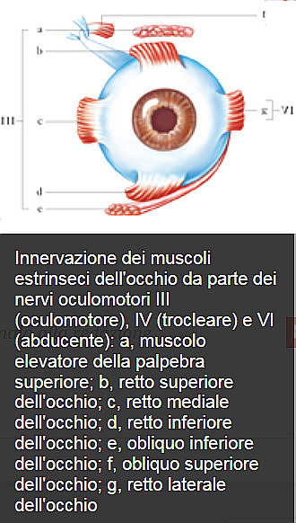 Anatomia e funzione dell occhio (VII) I muscoli dell occhio sono: - i quattro muscoli retti (superiore, inferiore, laterale e mediale), - i muscoli obliqui