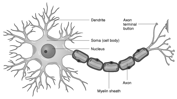 oggetto della tesi, in modo da addestrare la rete specificatamente su cellule patologiche. 3.