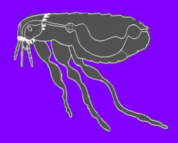 Y.pestis è un patogeno dei roditori e viene trasmessa dalle pulci che si infettano durante il pasto I batteri si