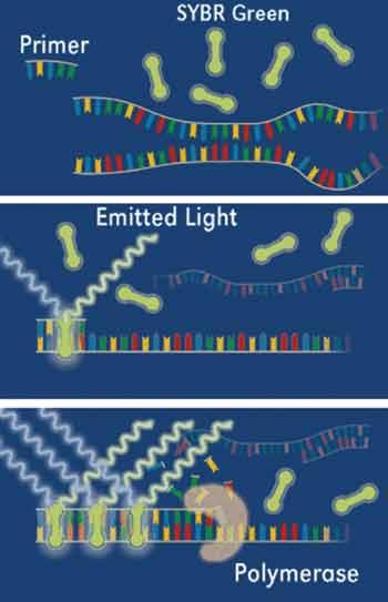 Capitolo 4 Figura 52 esempi di colorazioni mediante fluorofori La RT-PCR trova impiego: nelle tecniche di ingegneria genetica; nella diagnostica molecolare; in ambito forense; nelle analisi di