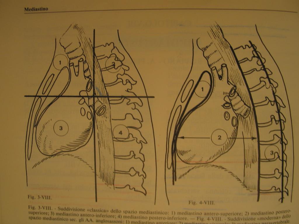 Anatomia