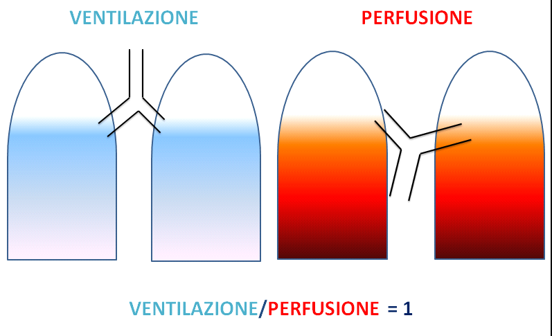 pneumopatia di base e non come una patologia a sé stante.