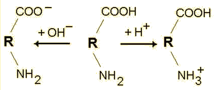 Torbidità: causa accumulo superficiale di cariche elettriche, per effetto di: Adsorbimento (legami intramolecolari) preferenziale di ioni disciolti in acqua (in particolare OH - ) Ionizzazione