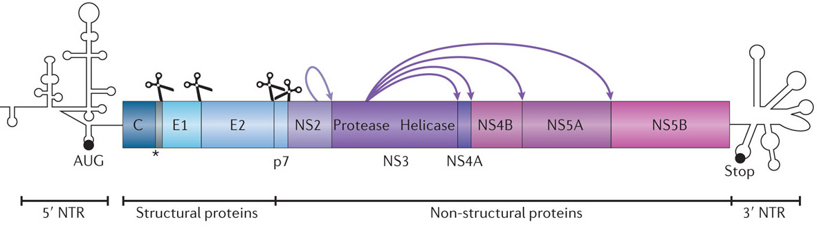 nella sequenza) ORF, singola poliproteina precursore (3000 aa): proteine strutturali e non-strutturali (rilasciate da proteasi