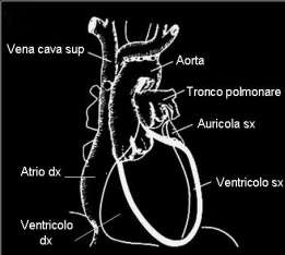 CUORE PROIEZIONE FRONTALE Profilo dx: 2 archi A. Superiore: VCS (aorta asc. in età senile) A.