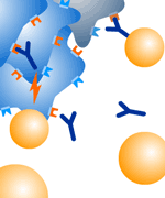 ANTICORPI MONOCLONALI CITOTOSSICI Possibili meccanismi d azione Lisi complemento-mediata dopo interazione con antigene (immunizzazione passiva) Citotossicità anticorpo-mediata con linfociti,