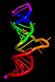 polipeptidi coinvolti Estrazione RNA geni espressi Identificazione gene