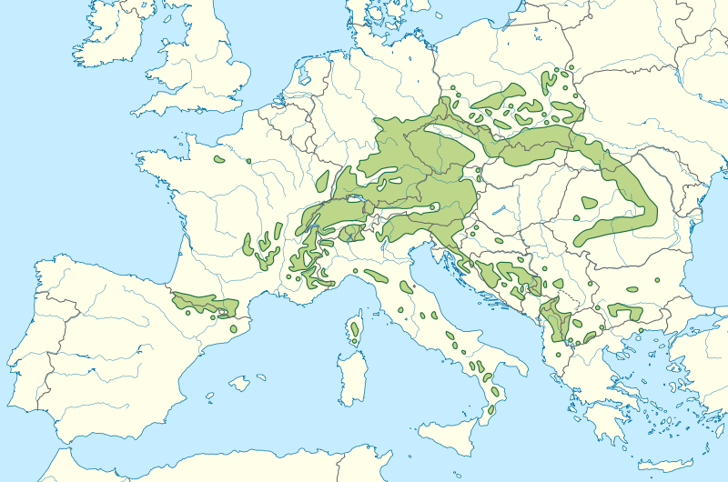 1.4 Habitat e distribuzione L Abete bianco è una specie sciafila, cioè amante dell ombra.