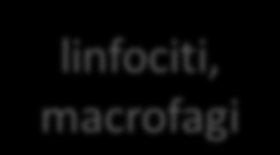 SCLEROSI MULTIPLA (patologia infiammatoria su base autoimmunitaria) linfociti, macrofagi