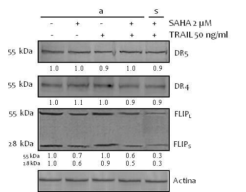 FLIPL valori densitometrici (% rispetto al controllo) A 68 A 100 SAHA 2 µm SAHA 2 µm+ TRAIL 50 ng/ml, cellule adese SAHA 2 µm+ TRAIL 50 ng/ml, cellule staccate B 80 60 40 20 0 8 10 14 tempo di