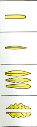 GUIDA AL RICONOSCIMENTO DELLE PRINCIPALI INFESTANTI DEI CEREALI Chiave di identificazione 1/3 Forma del cotiledone Forma della foglia vera Papavero Pag 19