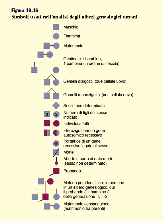 Ma tu ce l hai il pedigree???!! 2. Malattie genetiche monogeniche e analisi dei pedigree 2.1 Che cosa e il pedigree?