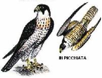 La spirale logaritmica i atura Strategie di caccia Il falco pellegrio i picchiata segue ua spirale logaritmica, che gli