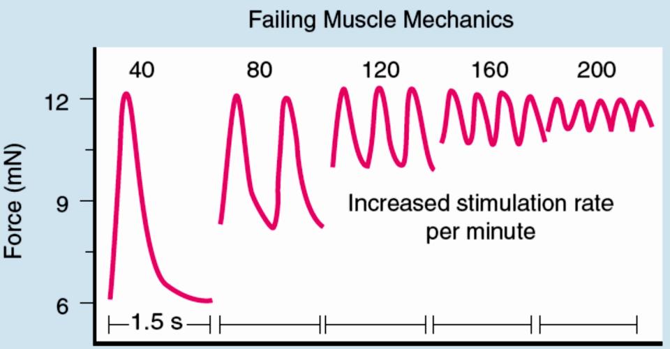 Relazione Forza- Frequenza In cuori normali: Un aumento della frequenza di stimolazione si accompagna ad un aumento della tensione sviluppata Fino a ~ 150 battitimin -1