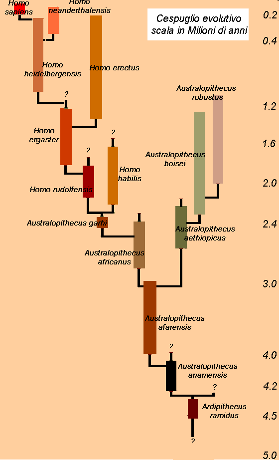 IL GENERE HOMO Albero filogenetico