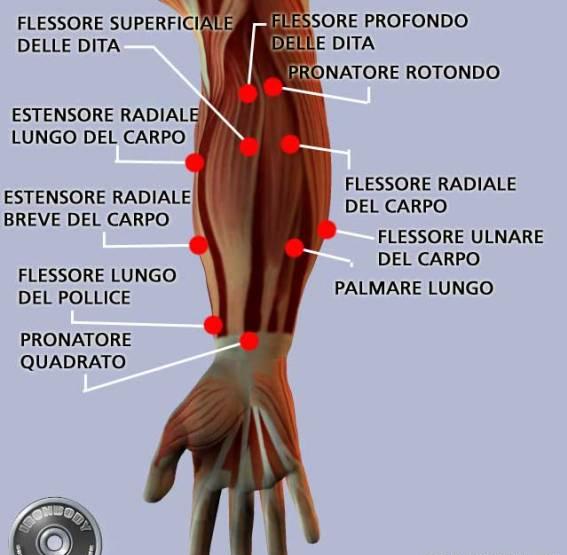 Il complesso mano-avambraccio nel climber La mano e l avambraccio formano un unità funzionale e non dovrebbero essere considerati separatamente (quasi tutti i muscoli che muovono mani e dita hanno