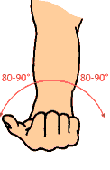 Anatomia del polso Il polso è il collegamento fra radio ed ulna da un lato e le ossa della mano dall altro.