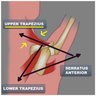TrPs latenti nel trapezio superiore, trapezio inferiore e gran dentato (upward scapula rotator muscles) sono in grado di alterare il timing di reclutamento