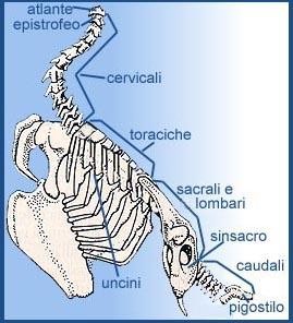 Le vertebre sono suddivise in: cervicali - comprendono, oltre all'atlante e all'epistrofeo, numerose vertebre (12-18 e fino a 20 come nei cigni e negli aironi) e sono molto mobili; toraciche (7-9) -