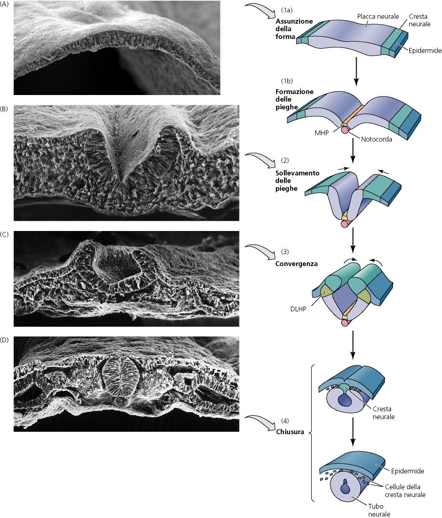 Simile al processo di neurulazione negli anfibi Piastra neurale, pieghe neurali, solco neurale, tubo