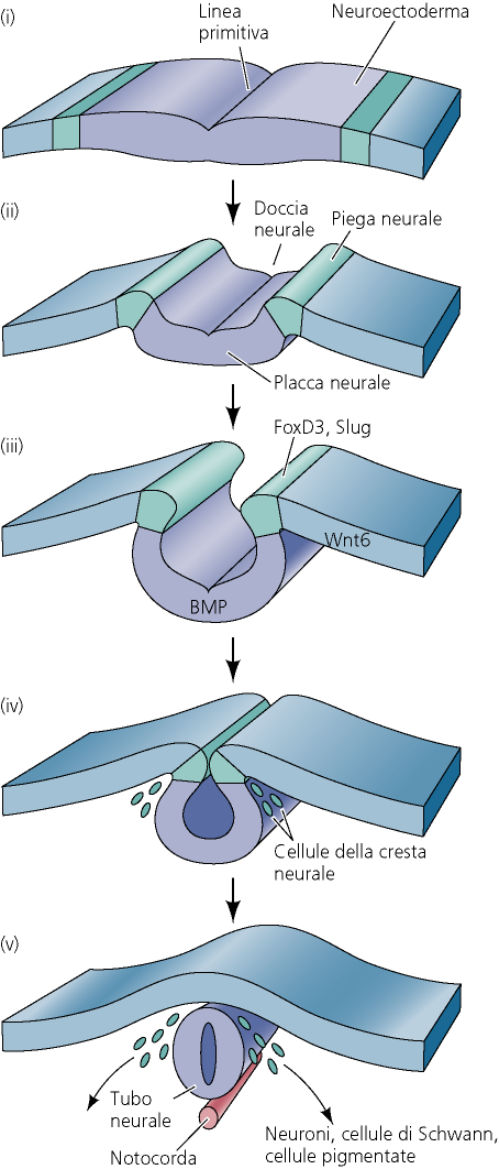 La cresta neurale si origina nella regione più dorsale del tubo neurale Evento cruciale è la giustapposizione del neuroectoderma con l ectoderma superficiale BMP e Wnt6 sono fattori chiave nella