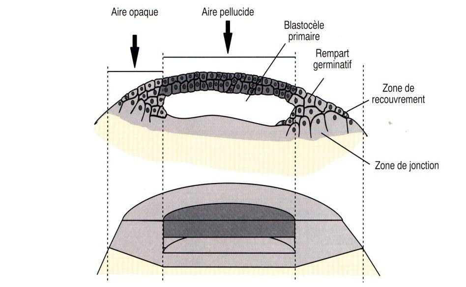 BLASTULA PRIMARIA Formazione della cavità sottogerminale Area pellucida sovrastante la cavità sottogerminale Area