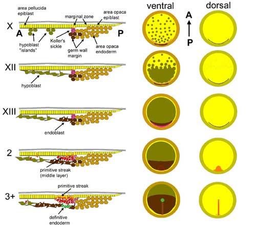 BLASTULA