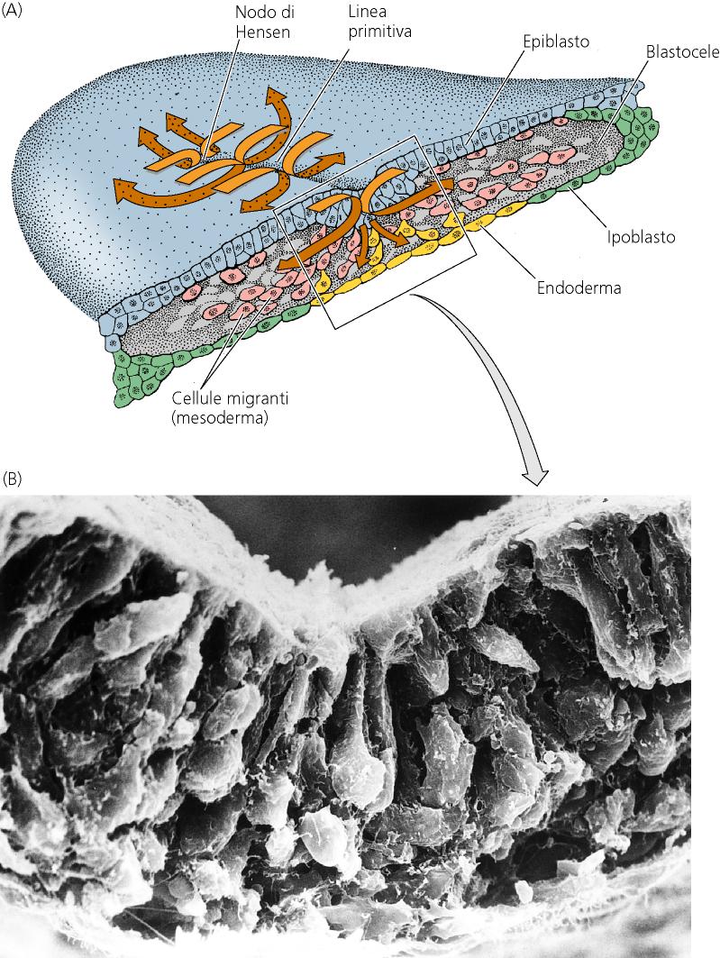 mesodermiche ed endodermiche nel blastocele Ispessimento della