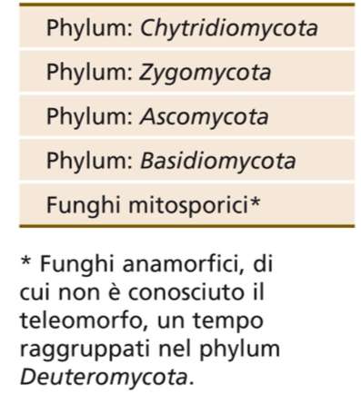 attraverso elementi detti spore e non