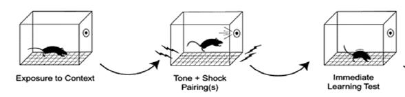 CONTEXTUAL AND CUED FEAR CONDITIONING 1. SOMMINISTRAZIONE ACUTA E CRONICA DI NICOTINA ALL INTERNO DELL IPPOCAMPO 2.