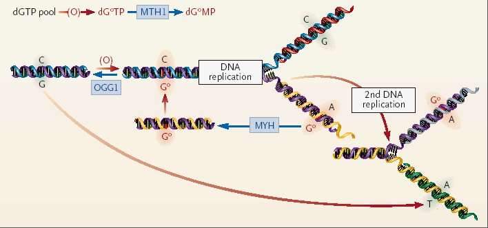 Al Tassan et al., Nature Genetics Feb.