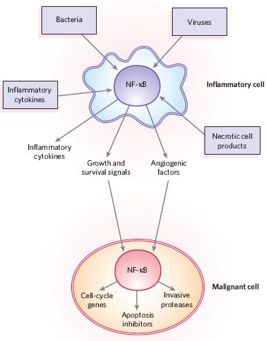 CELLULE INFIAMMATORIE NF-κB induce fattori che aumentano la