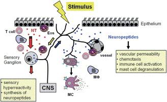 NEUROPEPTIDI E