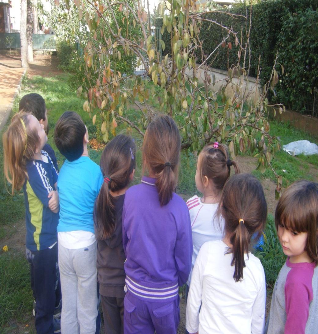 Stamani, abbiamo ripetuto la filastrocca dell olio e dopo siamo andati in giardino ad osservare nuovamente le