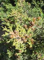 Juniperus phoenicea L. (Ginepro fenicio) Famiglia: Cupressaceae Nome vernacolare: Nibadu, Zinnibiri masedu. Descrizione botanica: Arbusto o albero sempreverde.