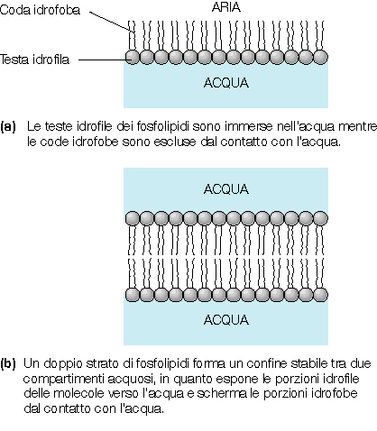 LIPIDI: I pricipali lipidi del plasmalemma sono i fosfolipidi, gli steroli ed in minor misura (10, 20%) i glicolipidi.