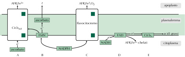 Le membrane plasmatiche vegetali contengono un notevole numero di Vi sono anche proteine dei flavocitocromi con funzioni ossidoriduttive.