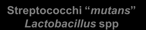 Batteri cariogeni e tolleranza agli acidi Streptococchi mutans Lactobacillus spp Tolleranza agli acidi Estrusione protonica mediante ATP-sintetasi associata alla membrana citoplasmatica Efflusso dei