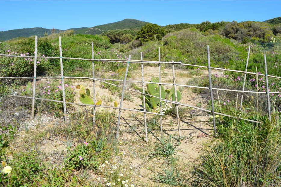 Comune di Capoliveri (LI) Fig. 10 Carpobrotus sp.