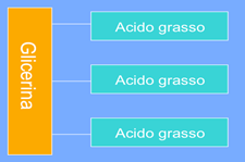 I meccanismi protettivi dell olio extravergine d oliva risiedono: Nella sua composizione equilibrata in acidi grassi; Presenza di alfa tocoferolo (vit.