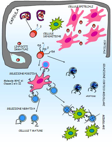 Fig. 4: Maturazione dei T linfociti e