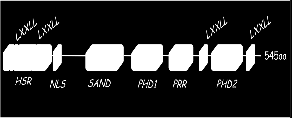 Binding Protein) o PCAF (p300/cbp associated factor). Recentemente (Meloni A. et al.