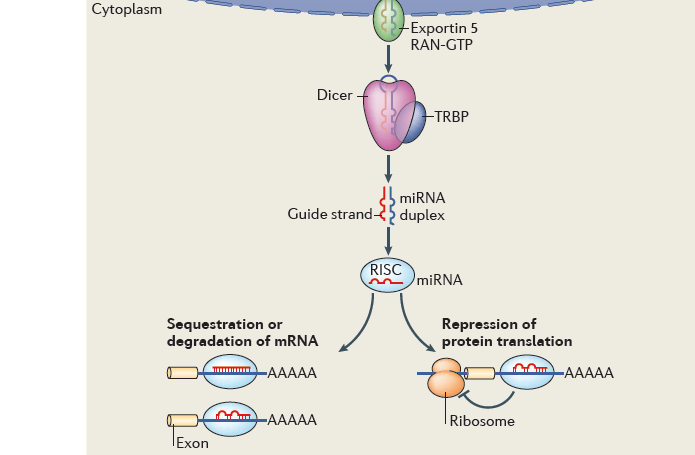 Formazione dei microrna RISC è l