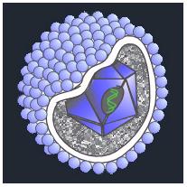 Vettori basati su Herpes Simplex Virus (HSV) (I) Virus herpes Simplex (HSV) HSV-1 virione: 20 nm di diametro. 4 componenti: envelope, tegumento, capside e genoma virale.