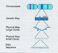 Cos è il Progetto Genoma Umano?
